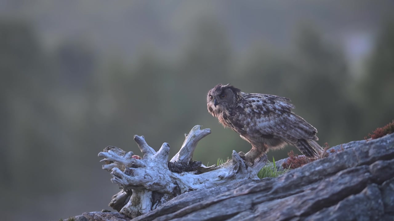 Wild Eurasian Eagle Owl tearing at grass growing on dead log, profile view, slow motion.