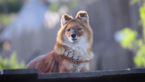 slowmotion bokeh shot of a dhole lying down and resting