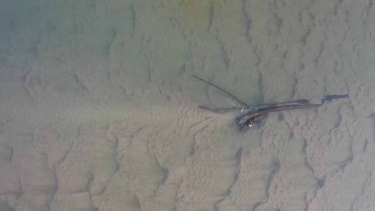 쓰러진 가지가 있는 강바닥