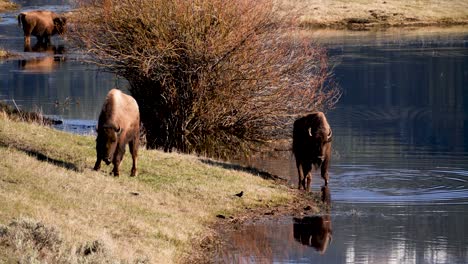 Bisonherde,-Die-Aus-Dem-Lamar-River-Trinkt