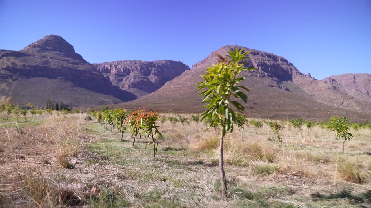 una fotografía de un dron que muestra una granja de mango con filas de árboles que se extienden en la distancia, enmarcadas por majestuosas montañas en el fondo
