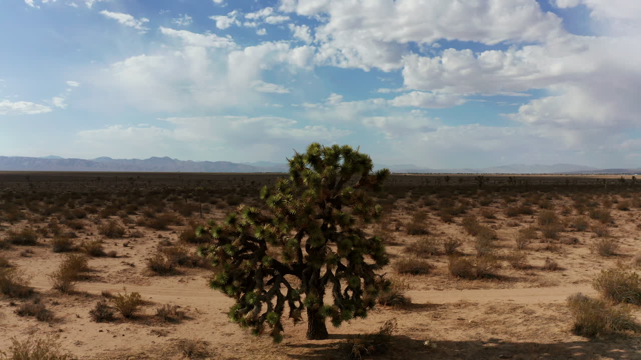 un árbol de joshua inusualmente grande está solo en el desierto vasto y vacío del desierto de mojave - vista de órbita aérea