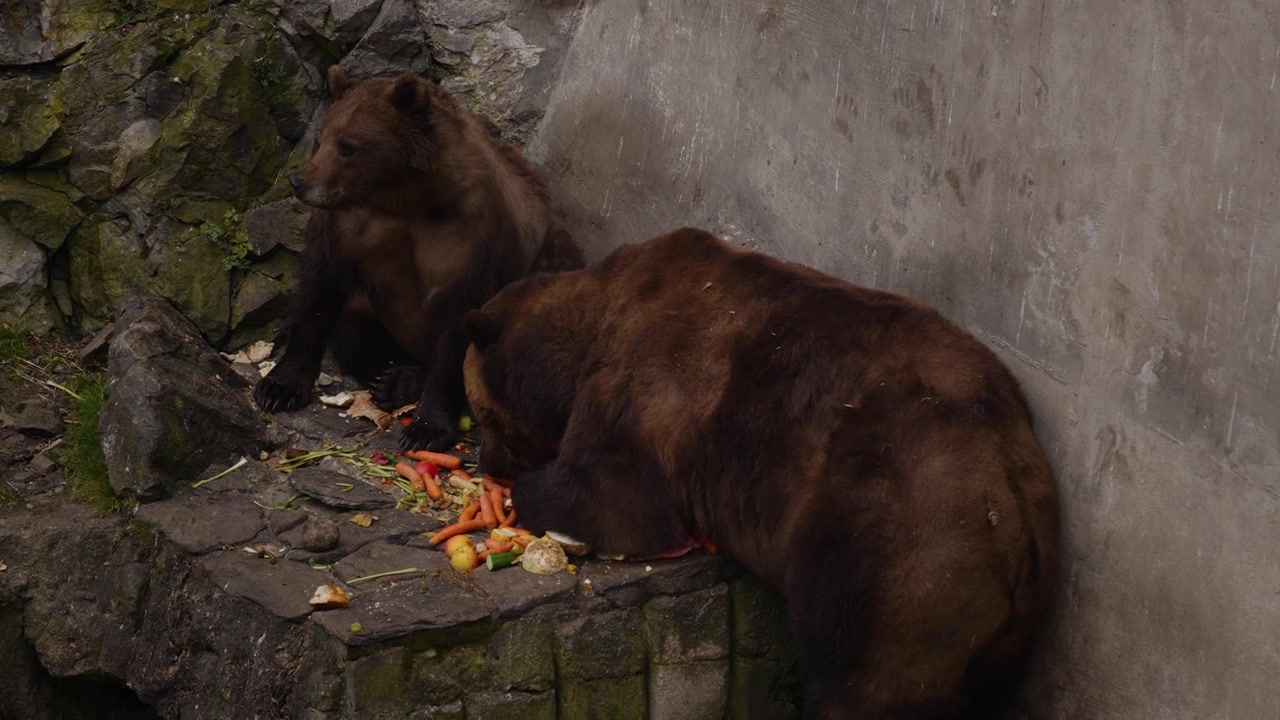 Una coppia di orsi bruni che mangia verdure fresche. Il fossato degli orsi del Castello di Cesky Krumlov, Repubblica Ceca, slow motion
