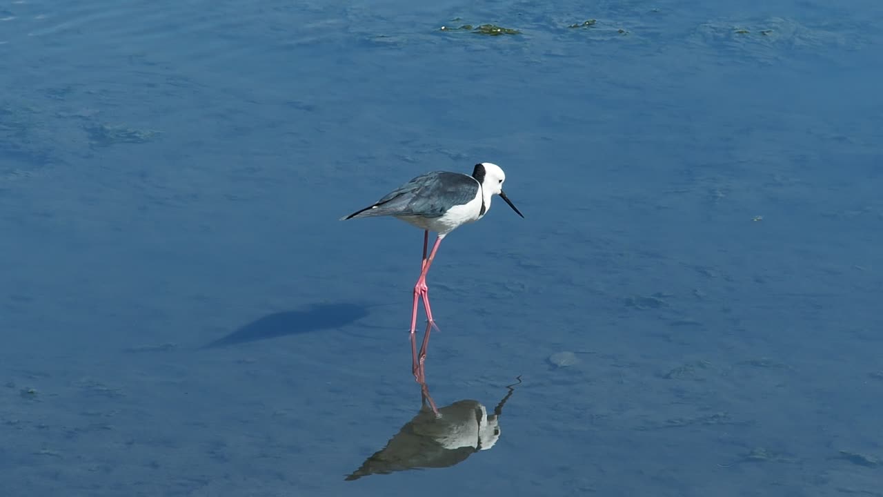 Wild Bird feeding in water