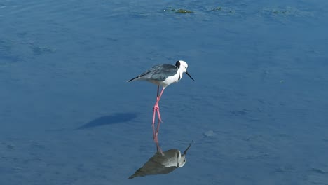 wild bird feeding in water