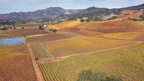 fall scene over the vineyards of northern california