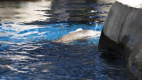 seal swimming and diving in zoo enclosure