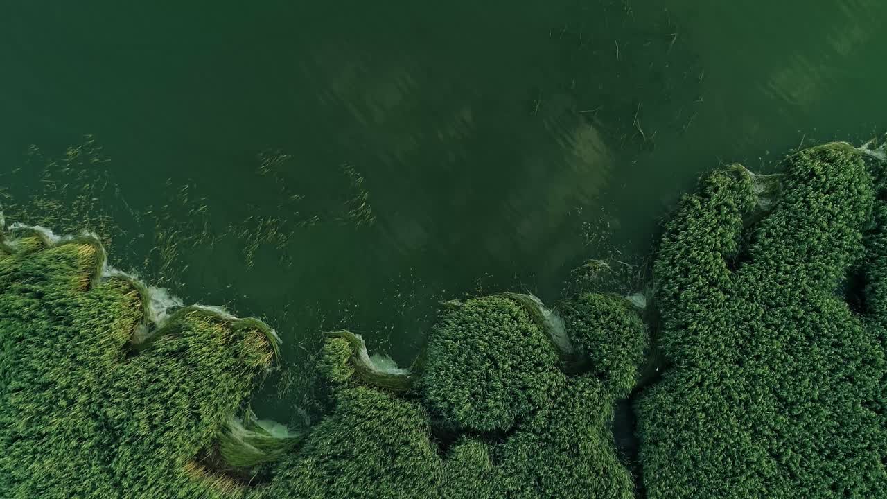 Volo aereo dall'alto su erba fitta con lago smeraldo di giorno.