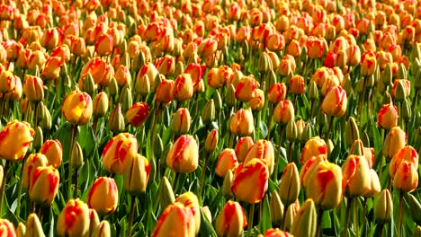 colorful tulips waving in the wind