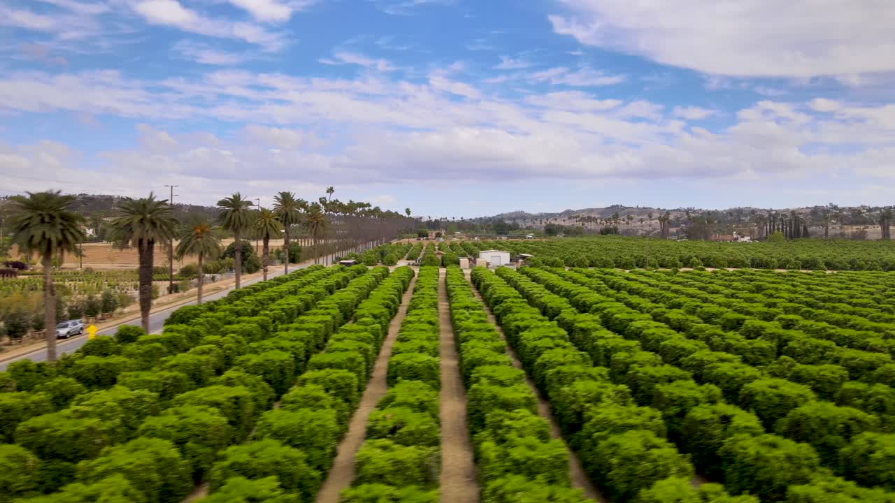 Ascending sliding drone shot starting with palm trees and transitioning into a vibrant citrus field in UC Riverside's Citrus Gardens
