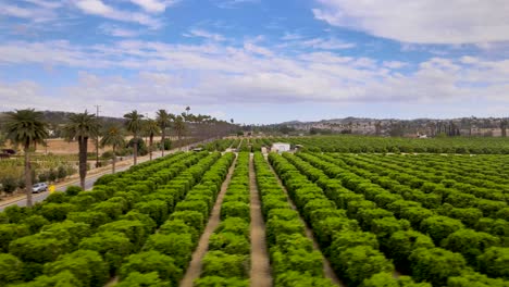 Ascending-sliding-drone-shot-starting-with-palm-trees-and-transitioning-into-a-vibrant-citrus-field-in-UC-Riverside's-Citrus-Gardens