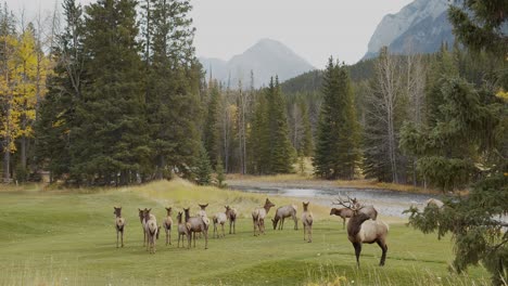 many elks eating grass on open field beside a river that cross within mountains on the background