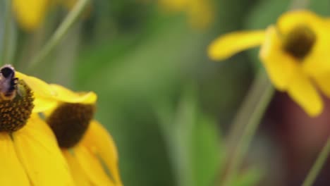 abeja que sopla en el viento mientras recolecta polen de una flor amarilla del jardín