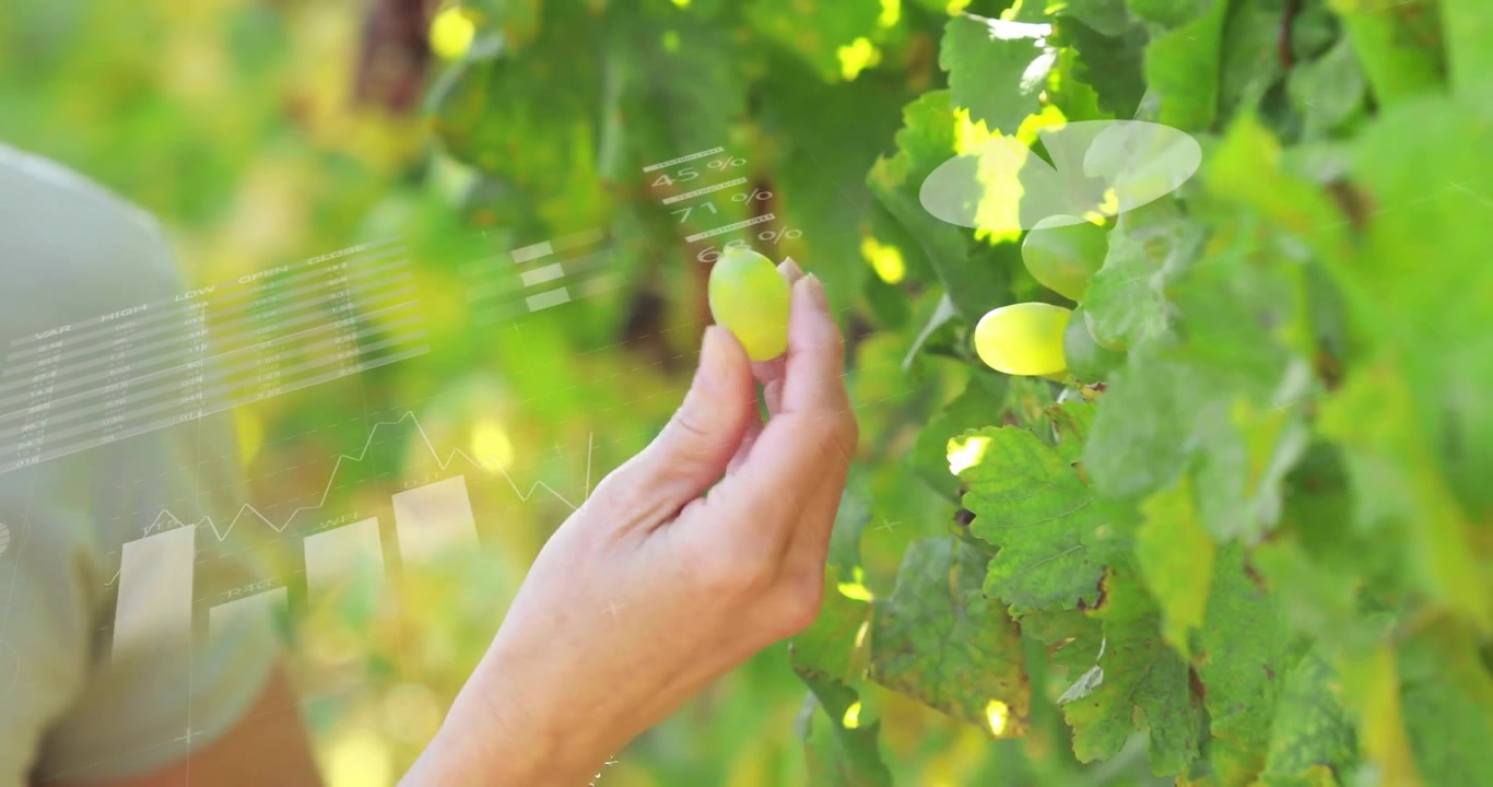 Vineyard worker parting vine leaves and activating AR overlay for analyzing grape texture under sun