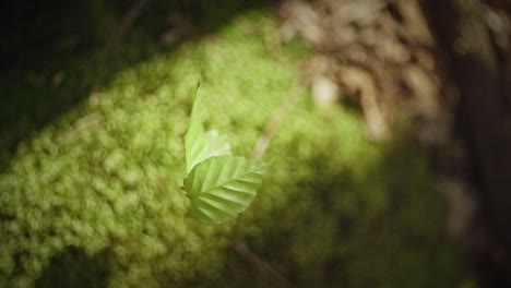 separated little twig with direct sunlight waving in the wind