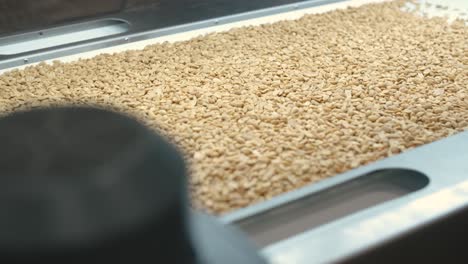 raw nuts on a conveyor belt. drying, roasting and packaging, the production process of light snacks. factory production.