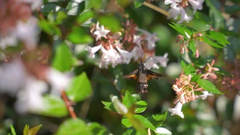 hummingbird moth using proboscis to drink nectar from white flowers