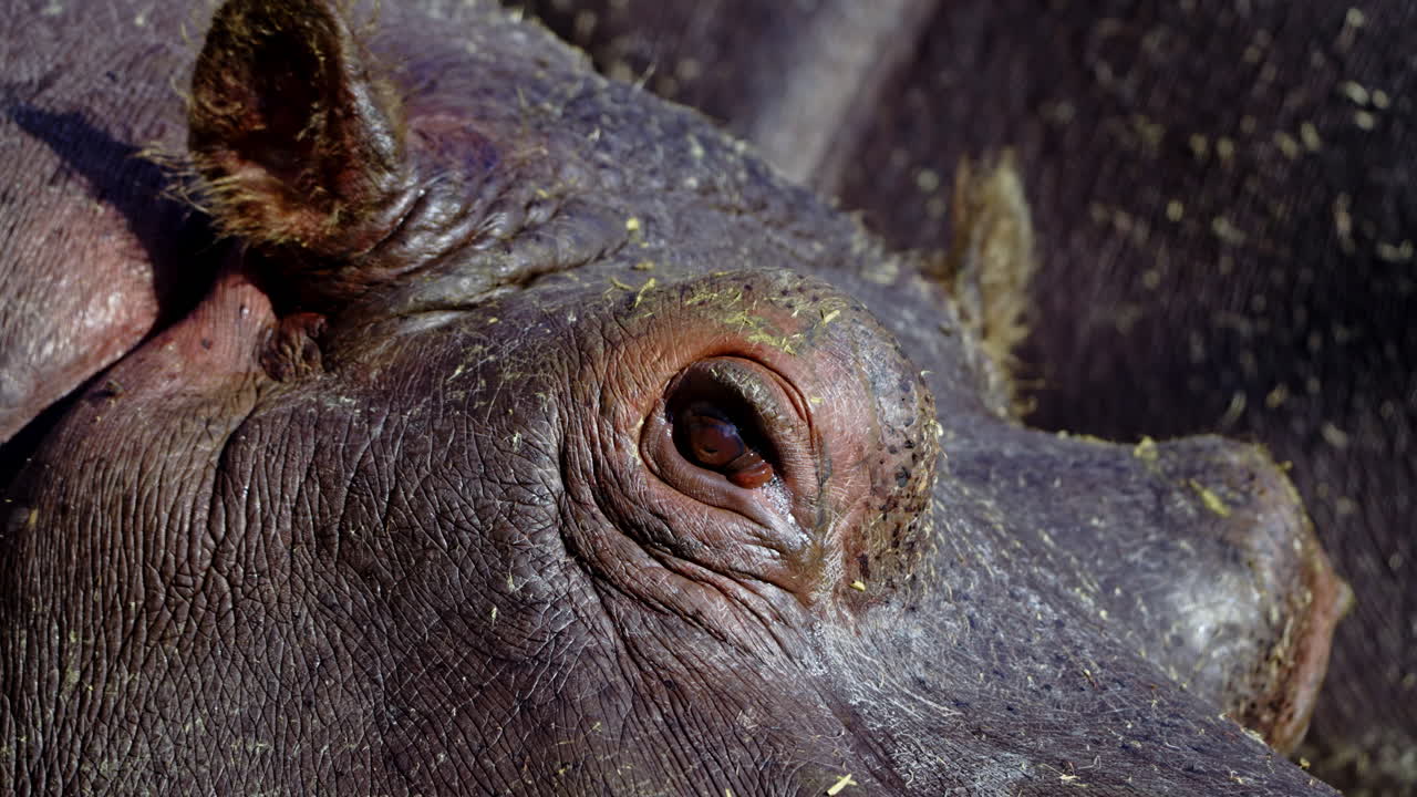 Close-up of a Hippopotamus Eye
