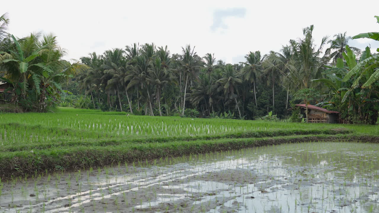Piantine in crescita nelle risaie a Ubud, Bali, Indonesia