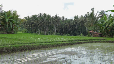 Growing-Seedlings-On-The-Paddy-Fields-In-Ubud,-Bali-Indonesia