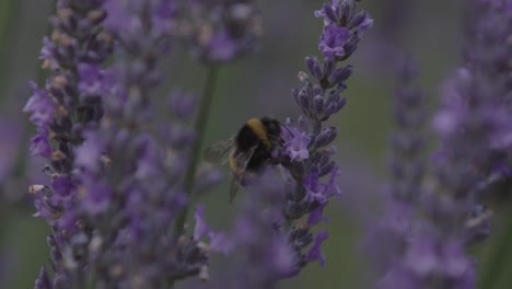 close up of lavender and bee is flying around