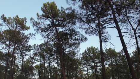 mystical dark forest wild nature wood tracking