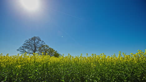 Low-angle-shot-of-beautiful-rapeseed-flowers-against-sun-rising-over-blue-sky-at-daytime