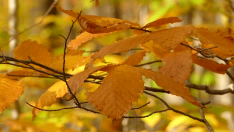 Nahaufnahme-Von-Orangefarbenen-Kastanienblättern,-Die-Sich-Im-Herbst-Sanft-Im-Wind-Wiegen