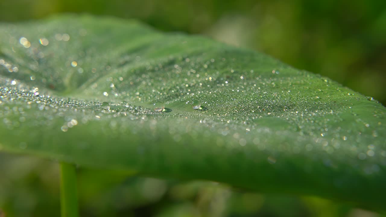 el rocío de la mañana cayó sobre la hoja