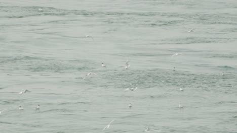 Handheld-shot-of-flock-of-seagulls-flying-over-sea-waters