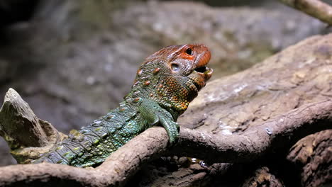 lagarto caimán alimentándose de caracoles