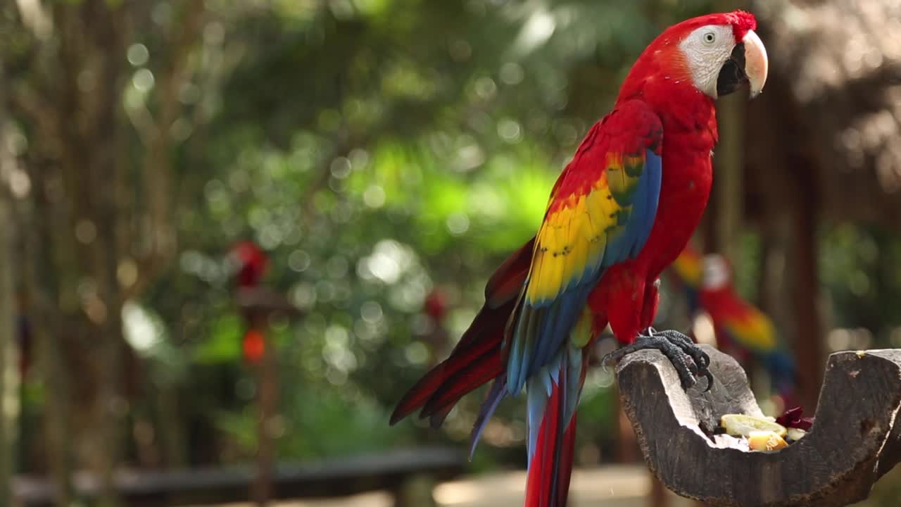 un guacamayo escarlata de pie cerca de un recipiente de comida en una exposición de aves