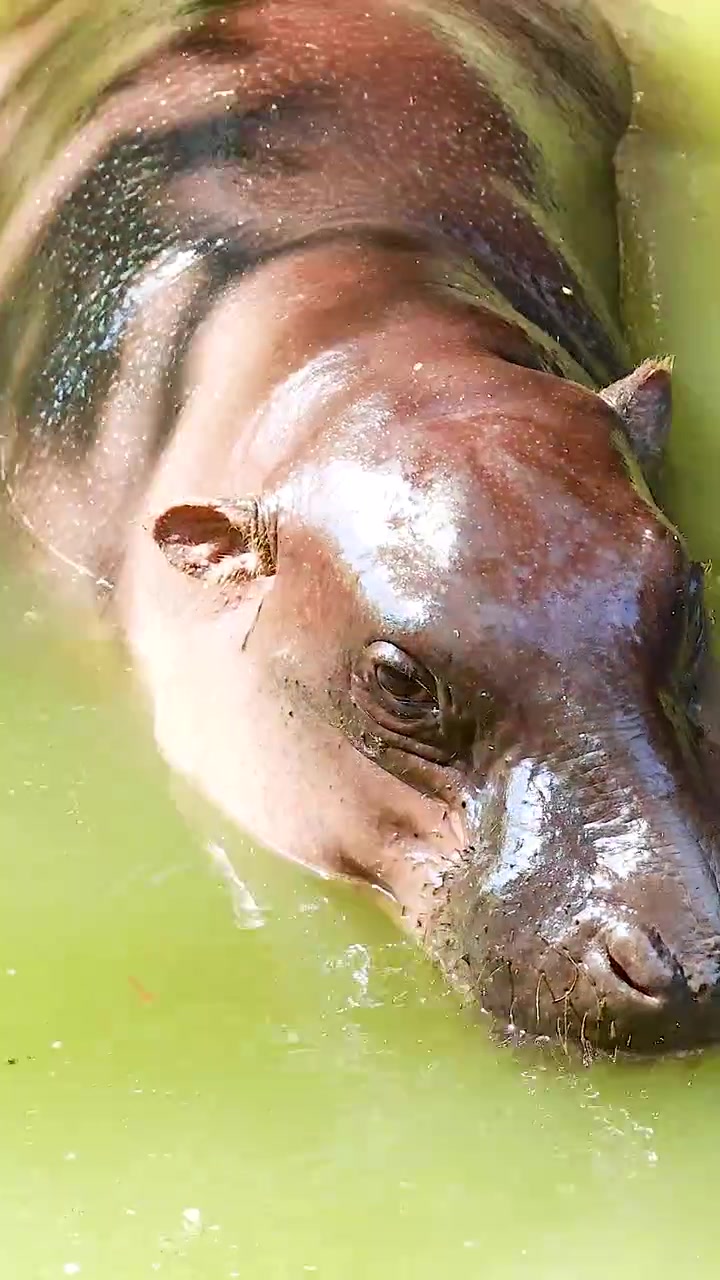 Hipopótamo pigmeo disfrutando de un baño en el zoológico