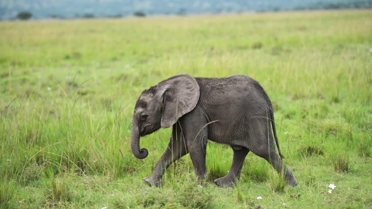 아기 코끼리 가 산책 하고 엄마 를 따라 가고 있다. 울창 한 초원 풍경, 아프리카 야생 동물 마사이 마라 국립 보호 구역, 케냐, 아프리카 마사이 마라 의 사파리 동물