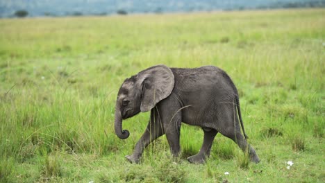 baby elephant walking catching up to mother following in lush grassland landscape, african wildlife in maasai mara national reserve, kenya, africa safari animals in masai mara