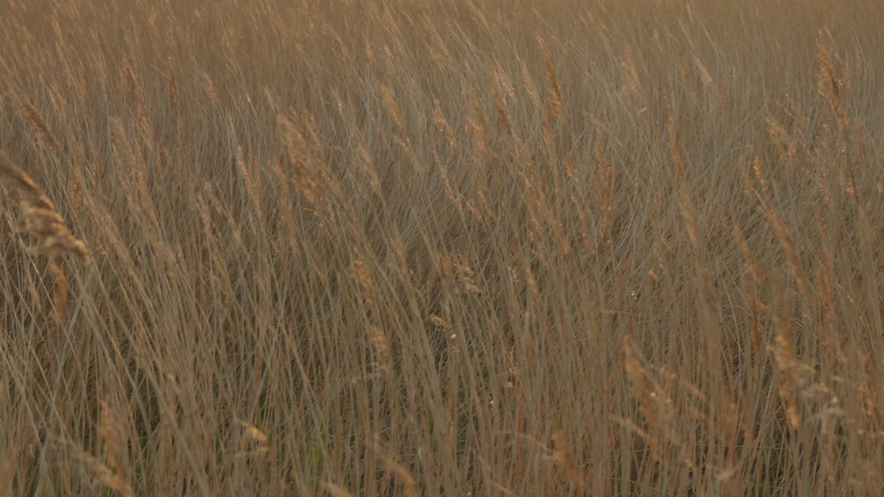 Reed Grass Swaying in Gentle Wind in 4K Slow Motion