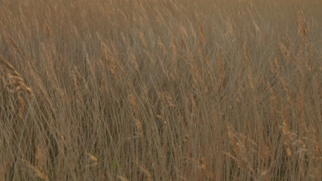 reed grass swaying in gentle wind in 4k slow motion