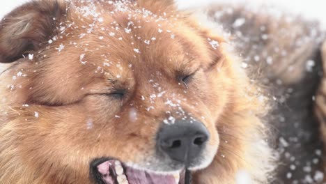 dog. snow falling.