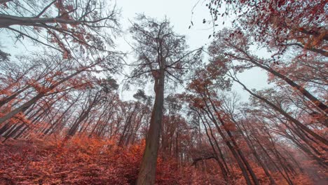 在布拉格的hvezda公園的秋天晚間