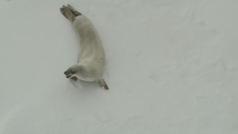 Seal-on-iceberg