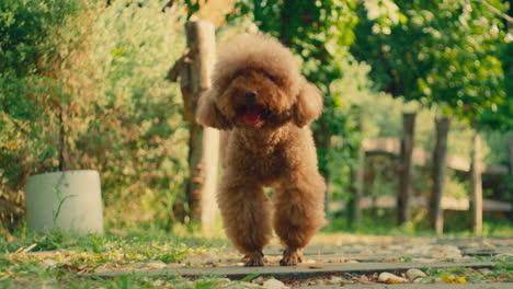 poodle breed dog standing in front of the camera on a path leading to green natural park in nature