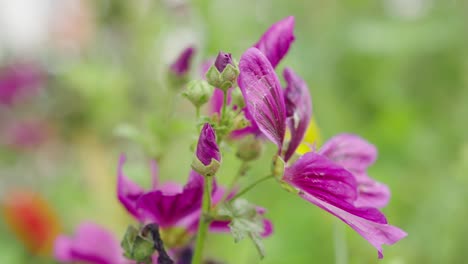 Leuchtend-Rosa-Blumen-Im-Bokeh-Hintergrund---Nahaufnahme