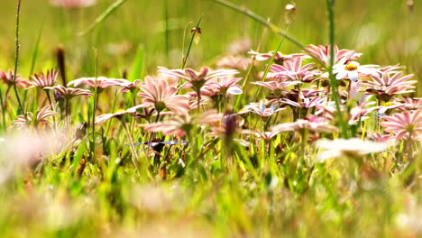 a field of delicate pink and white flowers in a sunny meadow