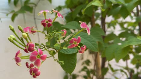 closeup of madhumalti creeper flower blooming in the garden
also known as rangoon creeper madhurilata combretum indicum