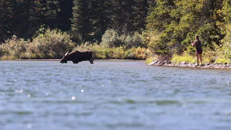 tourist in glacier national park very close to a wild moose getting that perfect photo