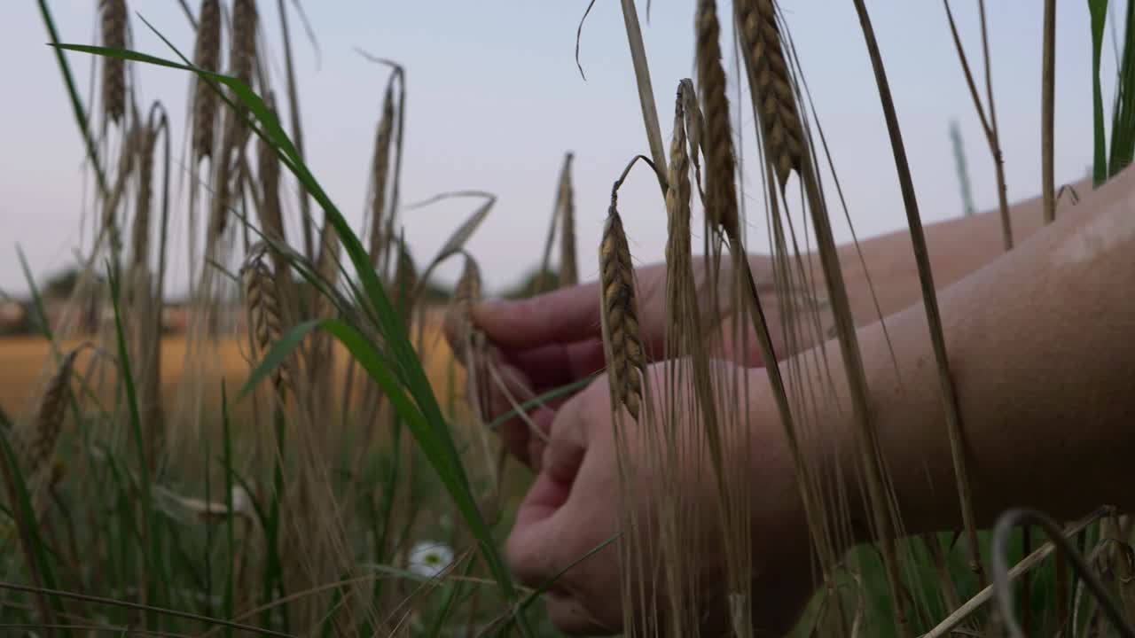 Hands checking wheat crops in wheat field