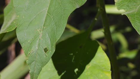 leaves with holes caused by insect feeding