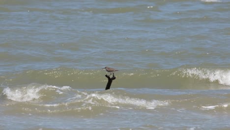 seen on top of a branch of a tree jutting out of the waves fighting the wind and the waves during a hot afternoon then flies away