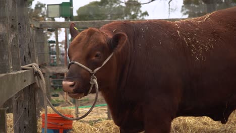 large brown cow secured to fence post and eating straw