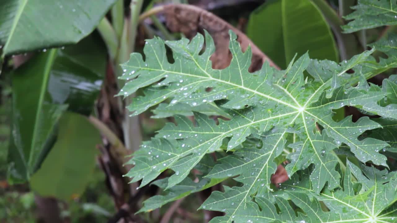 gota de lluvia sobre hojas de plátano y papaya